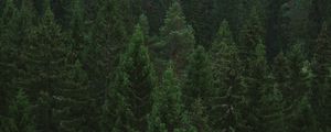 Preview wallpaper spruce, trees, forest