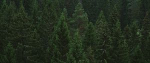 Preview wallpaper spruce, trees, forest