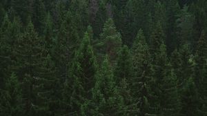 Preview wallpaper spruce, trees, forest