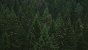 Preview wallpaper spruce, trees, forest