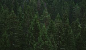 Preview wallpaper spruce, trees, forest