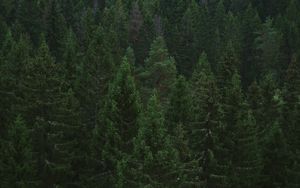 Preview wallpaper spruce, trees, forest