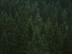 Preview wallpaper spruce, trees, forest