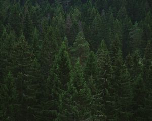 Preview wallpaper spruce, trees, forest