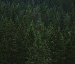 Preview wallpaper spruce, trees, forest