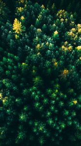 Preview wallpaper spruce, trees, forest, aerial view