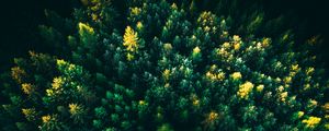 Preview wallpaper spruce, trees, forest, aerial view