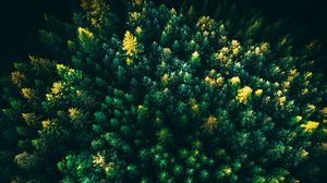 Preview wallpaper spruce, trees, forest, aerial view