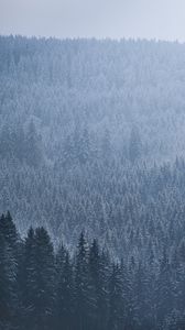 Preview wallpaper spruce, trees, forest, fog, sky