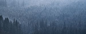 Preview wallpaper spruce, trees, forest, fog, sky