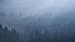 Preview wallpaper spruce, trees, forest, fog, sky