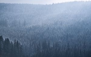 Preview wallpaper spruce, trees, forest, fog, sky