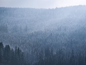 Preview wallpaper spruce, trees, forest, fog, sky