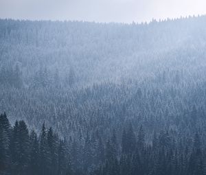 Preview wallpaper spruce, trees, forest, fog, sky