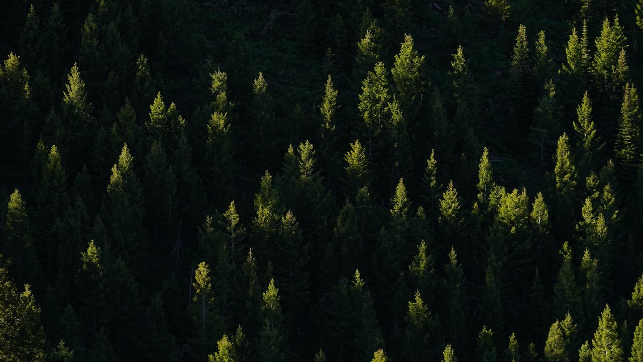 Wallpaper spruce, trees, forest, light, rays