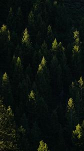 Preview wallpaper spruce, trees, forest, light, rays