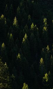 Preview wallpaper spruce, trees, forest, light, rays