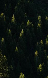 Preview wallpaper spruce, trees, forest, light, rays