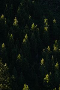 Preview wallpaper spruce, trees, forest, light, rays