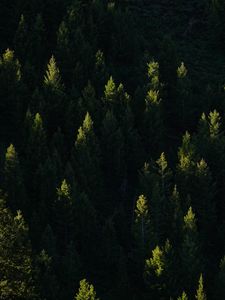 Preview wallpaper spruce, trees, forest, light, rays