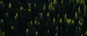 Preview wallpaper spruce, trees, forest, light, rays