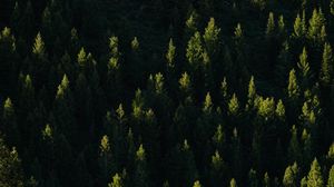 Preview wallpaper spruce, trees, forest, light, rays