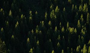 Preview wallpaper spruce, trees, forest, light, rays
