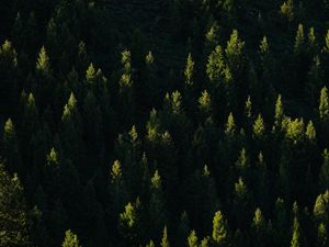 Preview wallpaper spruce, trees, forest, light, rays