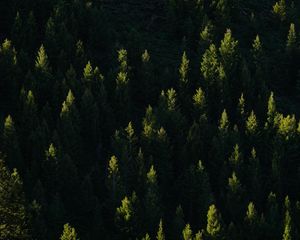 Preview wallpaper spruce, trees, forest, light, rays