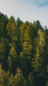 Preview wallpaper spruce, trees, forest, sky, clouds