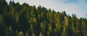 Preview wallpaper spruce, trees, forest, sky, clouds