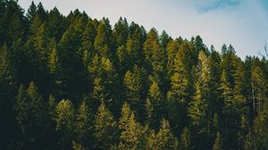 Preview wallpaper spruce, trees, forest, sky, clouds