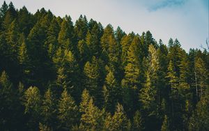 Preview wallpaper spruce, trees, forest, sky, clouds