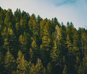 Preview wallpaper spruce, trees, forest, sky, clouds