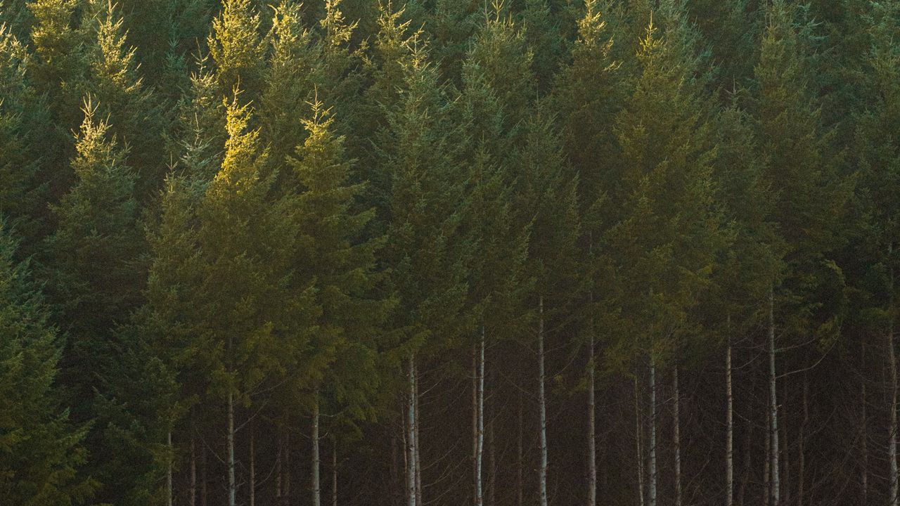 Wallpaper spruce, trees, forest, trunks