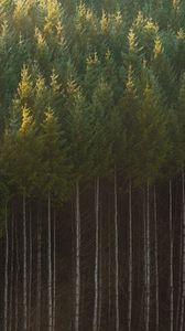 Preview wallpaper spruce, trees, forest, trunks