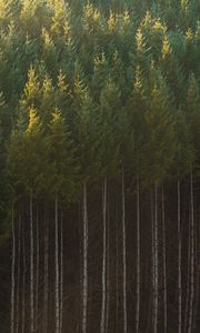 Preview wallpaper spruce, trees, forest, trunks