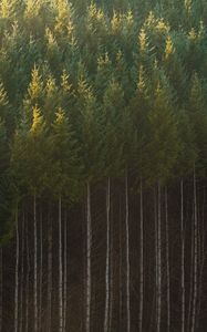 Preview wallpaper spruce, trees, forest, trunks