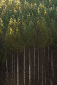 Preview wallpaper spruce, trees, forest, trunks