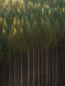 Preview wallpaper spruce, trees, forest, trunks