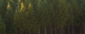 Preview wallpaper spruce, trees, forest, trunks