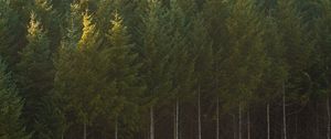 Preview wallpaper spruce, trees, forest, trunks