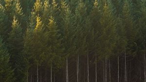 Preview wallpaper spruce, trees, forest, trunks