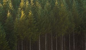 Preview wallpaper spruce, trees, forest, trunks