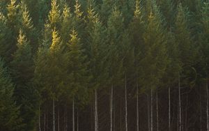 Preview wallpaper spruce, trees, forest, trunks