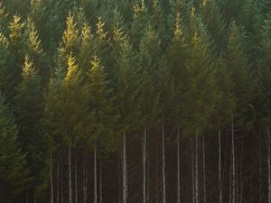 Preview wallpaper spruce, trees, forest, trunks