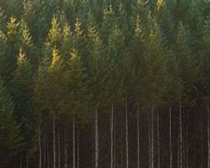 Preview wallpaper spruce, trees, forest, trunks