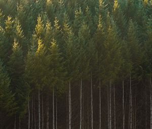 Preview wallpaper spruce, trees, forest, trunks