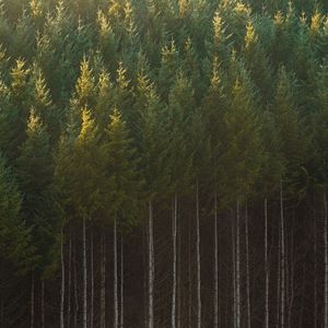 Preview wallpaper spruce, trees, forest, trunks