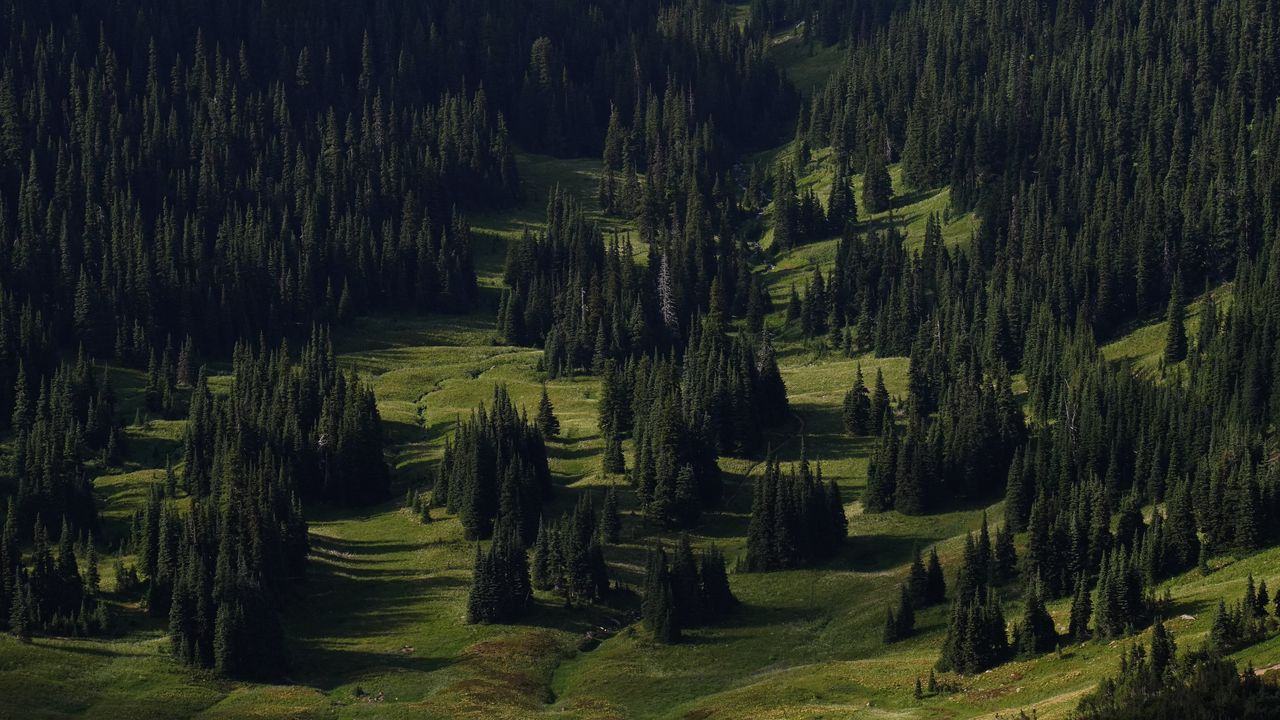 Wallpaper spruce, trees, forest, grass, slope